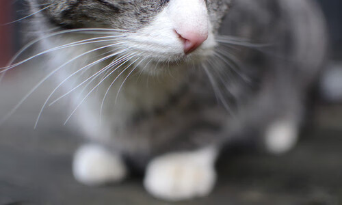 美国选手前100米滑行占比略有增加，美国百米选拔